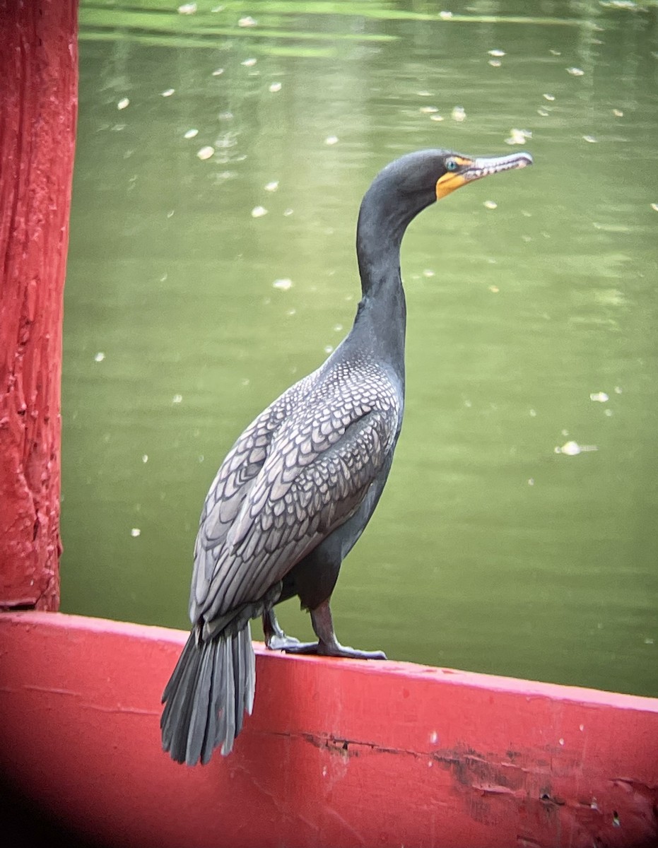 Cormorán Orejudo - ML447469611