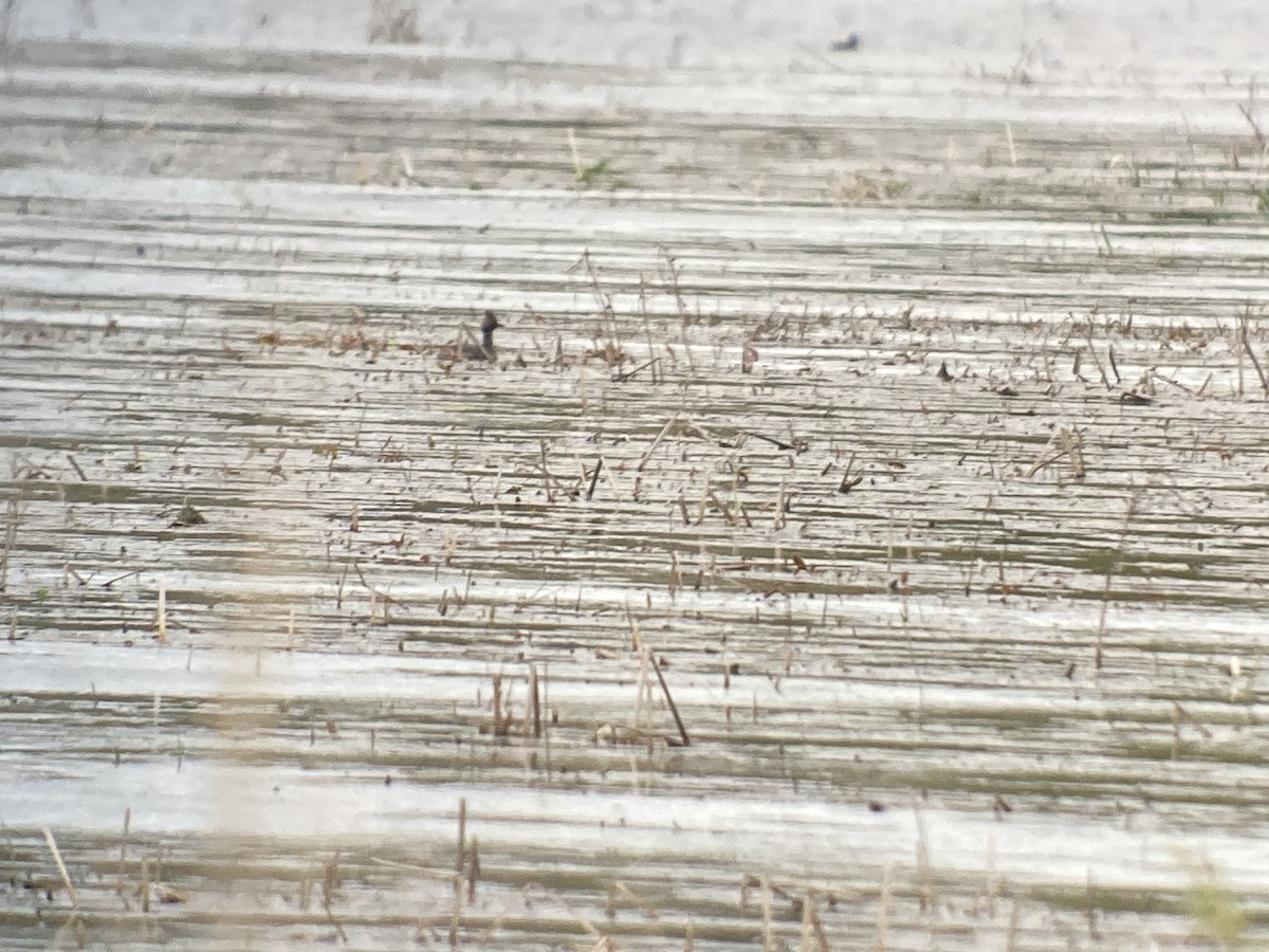 Eared Grebe - Jim Danzenbaker