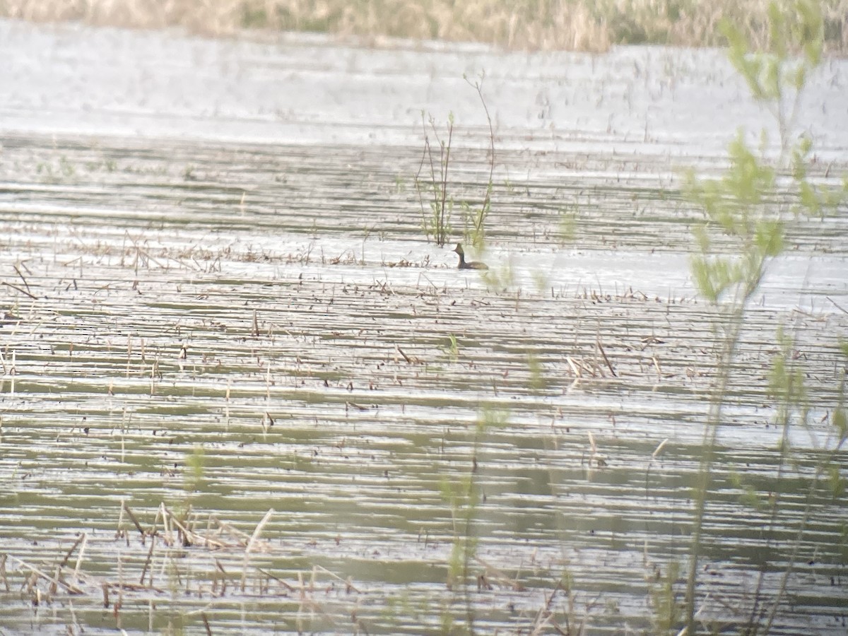 Eared Grebe - Jim Danzenbaker