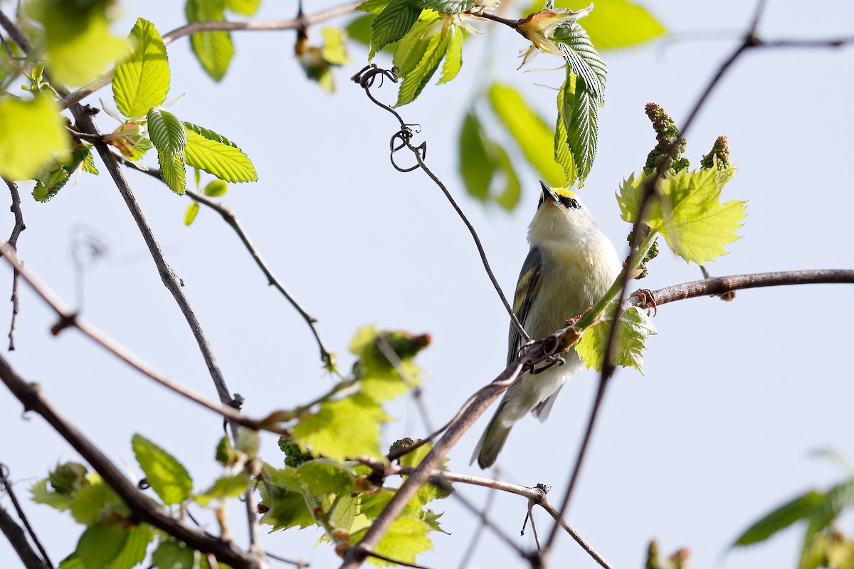 Brewster's Warbler (hybrid) - ML447477171