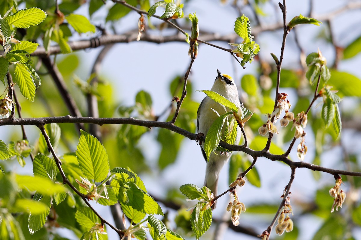 Brewster's Warbler (hybrid) - ML447477221