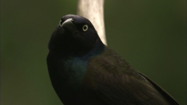 Common Grackle - ML447478