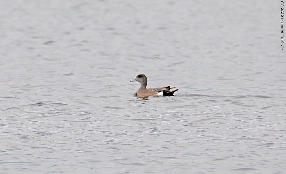 American Wigeon - duane utech