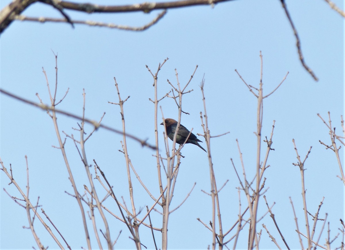 Brown-headed Cowbird - ML447478251