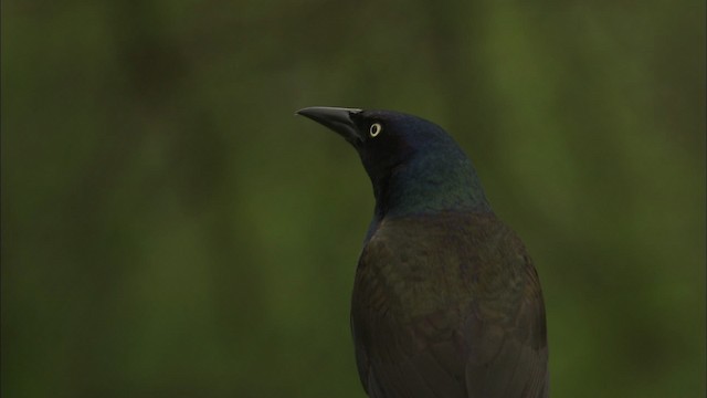 Common Grackle - ML447479