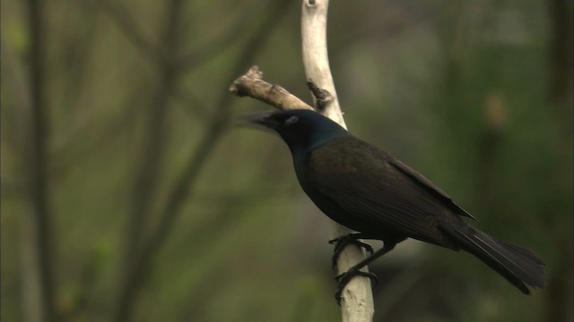 Common Grackle - ML447480