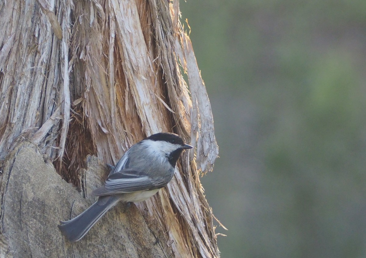 Mésange à tête noire - ML447480861