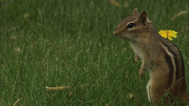 Eastern Chipmunk - ML447481