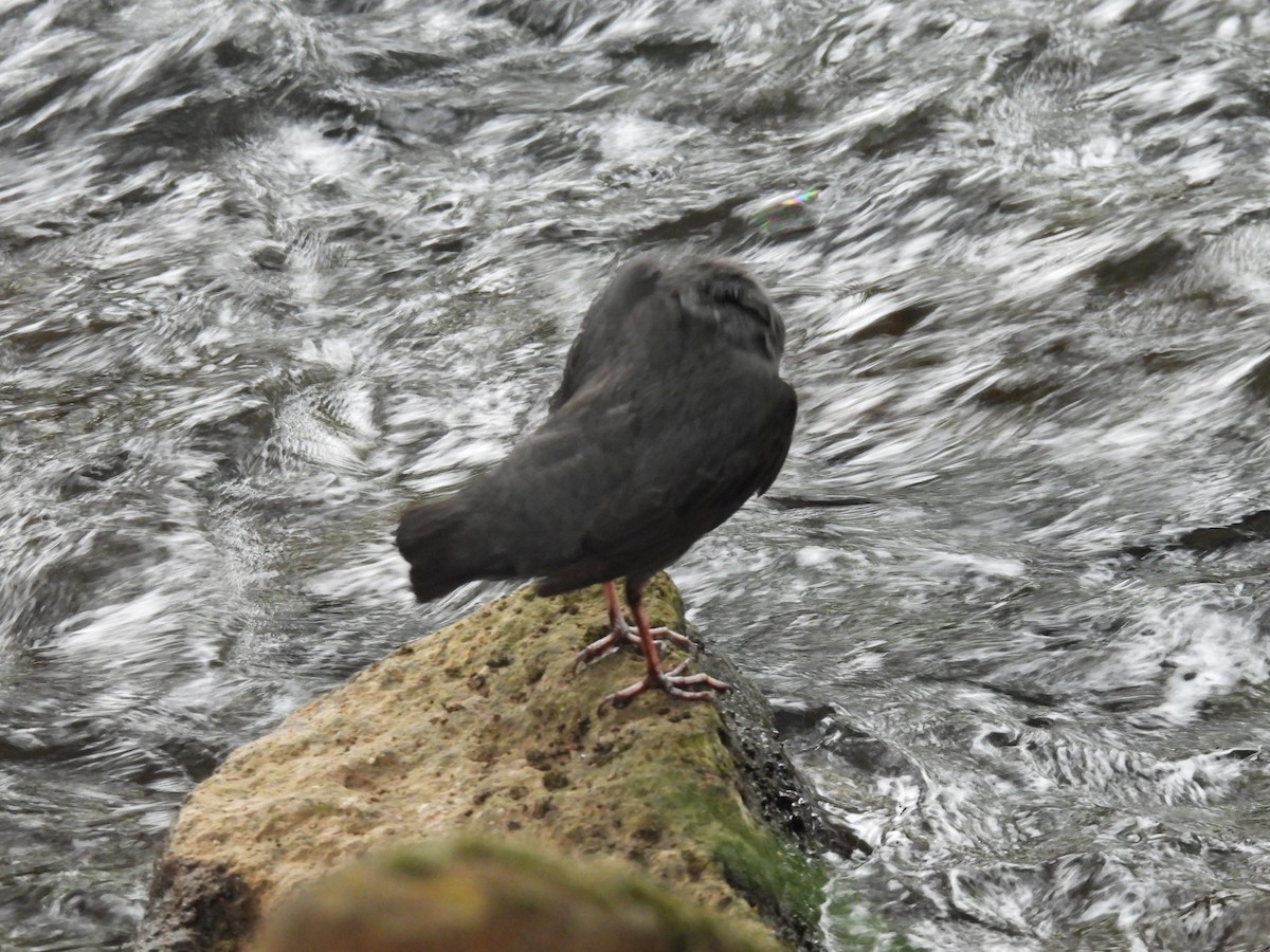 American Dipper - ML447482121