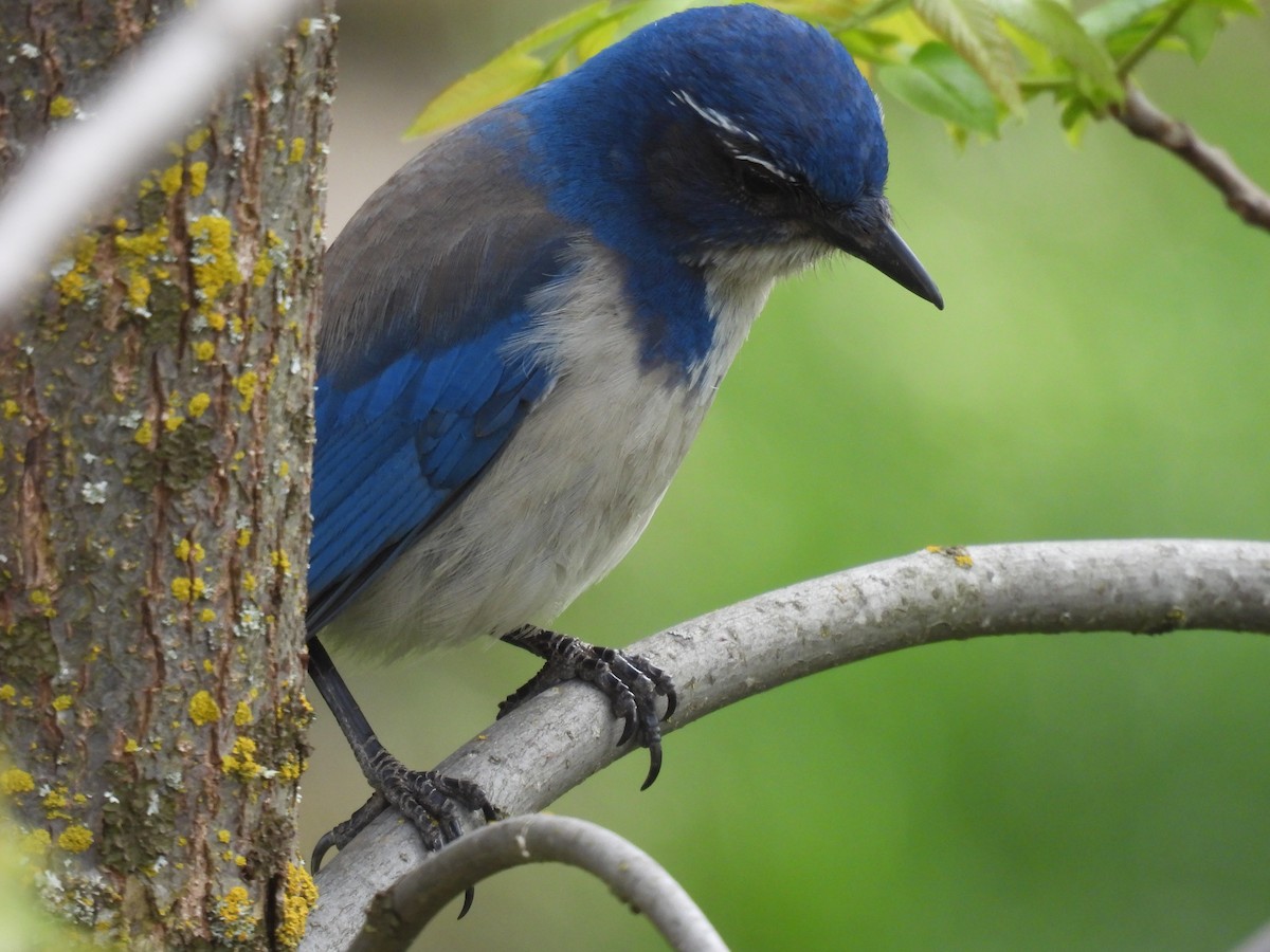 California Scrub-Jay - ML447483331