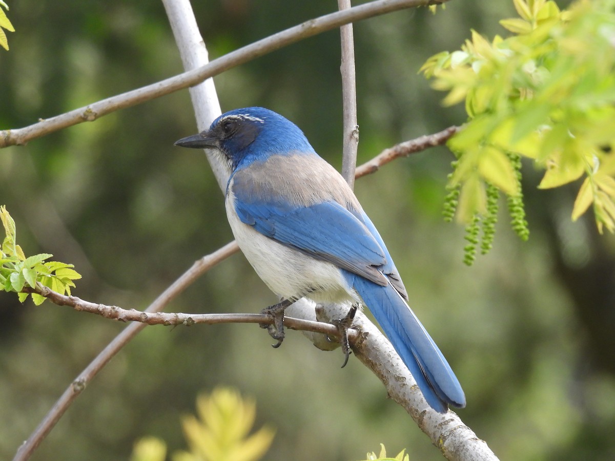 California Scrub-Jay - ML447483351