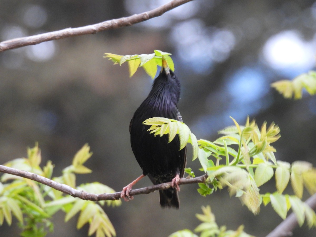 European Starling - ML447483701