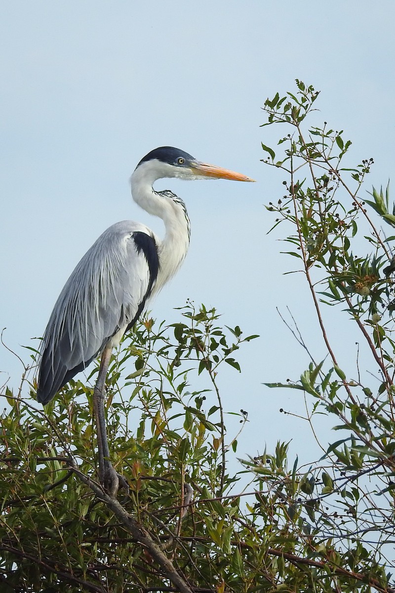 Cocoi Heron - Doris Ratchford