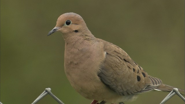 Mourning Dove - ML447485