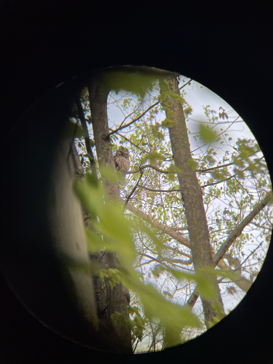 Barred Owl - Garrett  Erickson-Harris