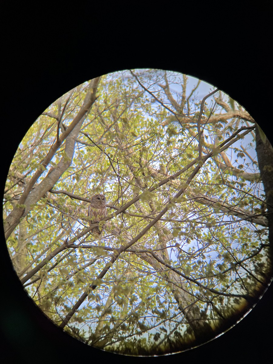 Barred Owl - Garrett  Erickson-Harris