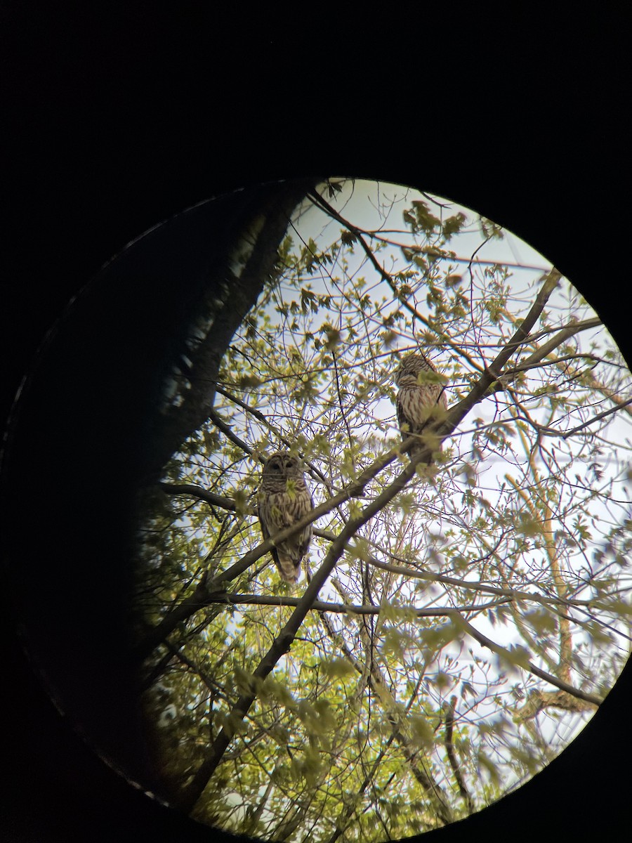 Barred Owl - Garrett  Erickson-Harris