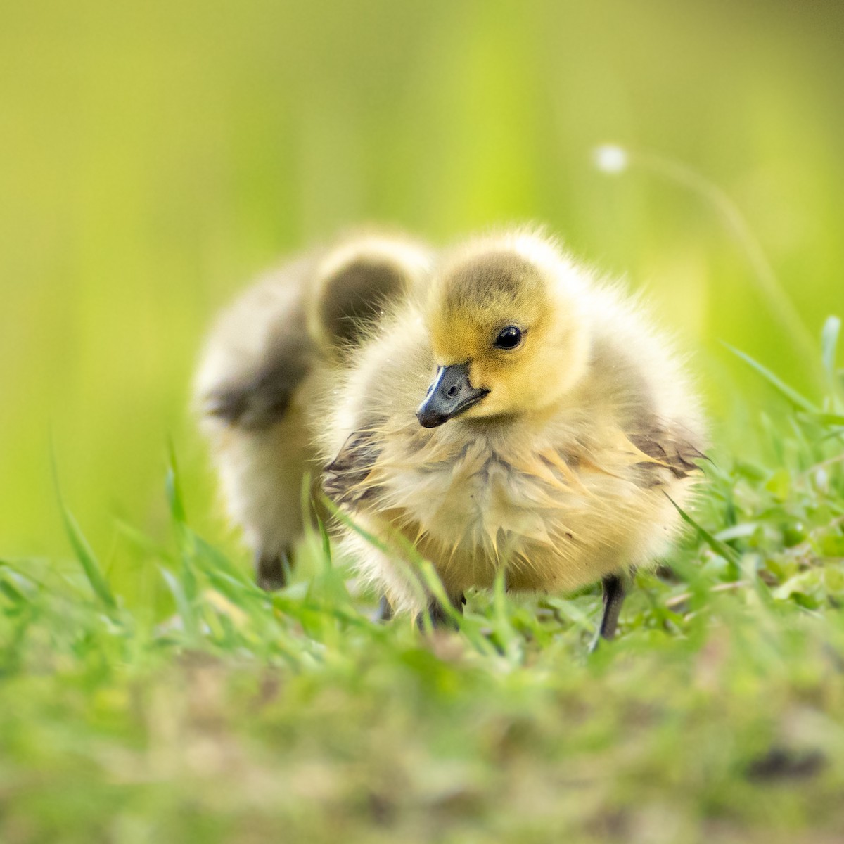 Canada Goose - ML447486021