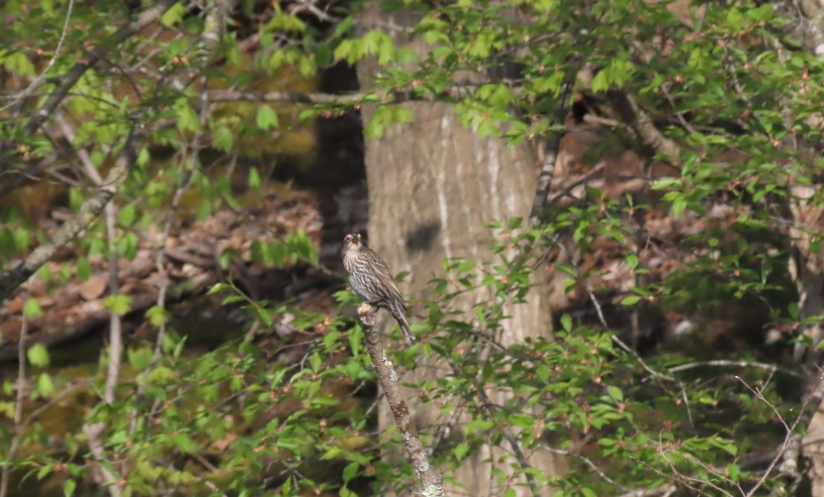 Red-winged Blackbird - ML447486211