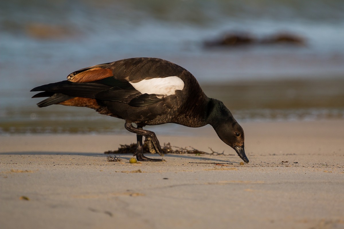 Paradise Shelduck - Torben Langer