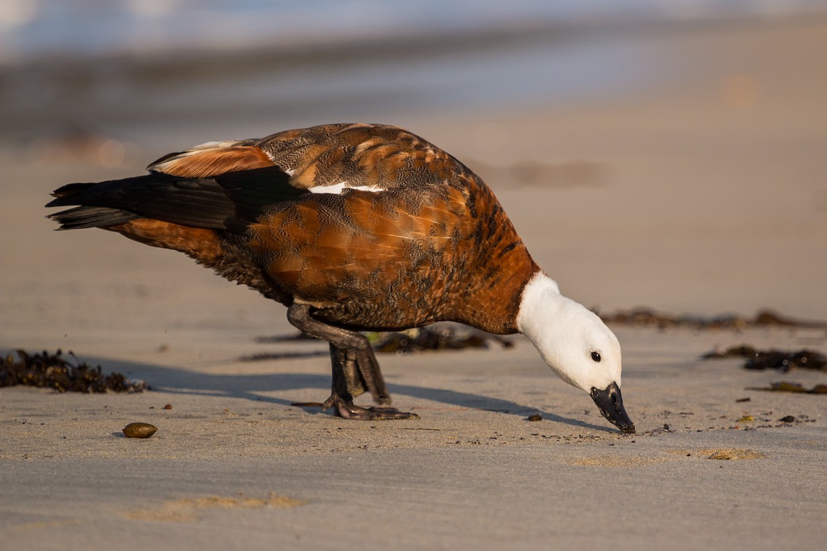 Paradise Shelduck - ML447486691