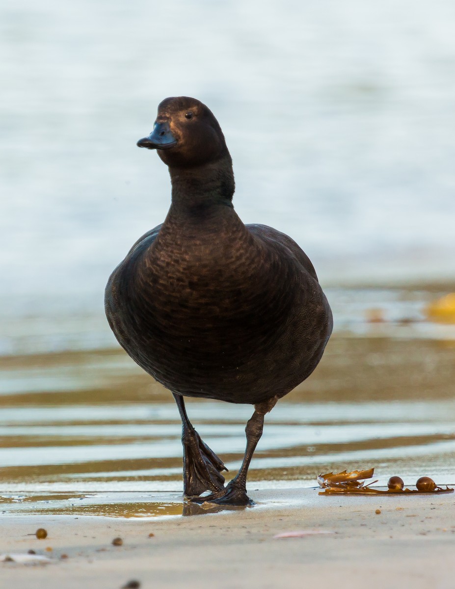 Paradise Shelduck - ML447486701