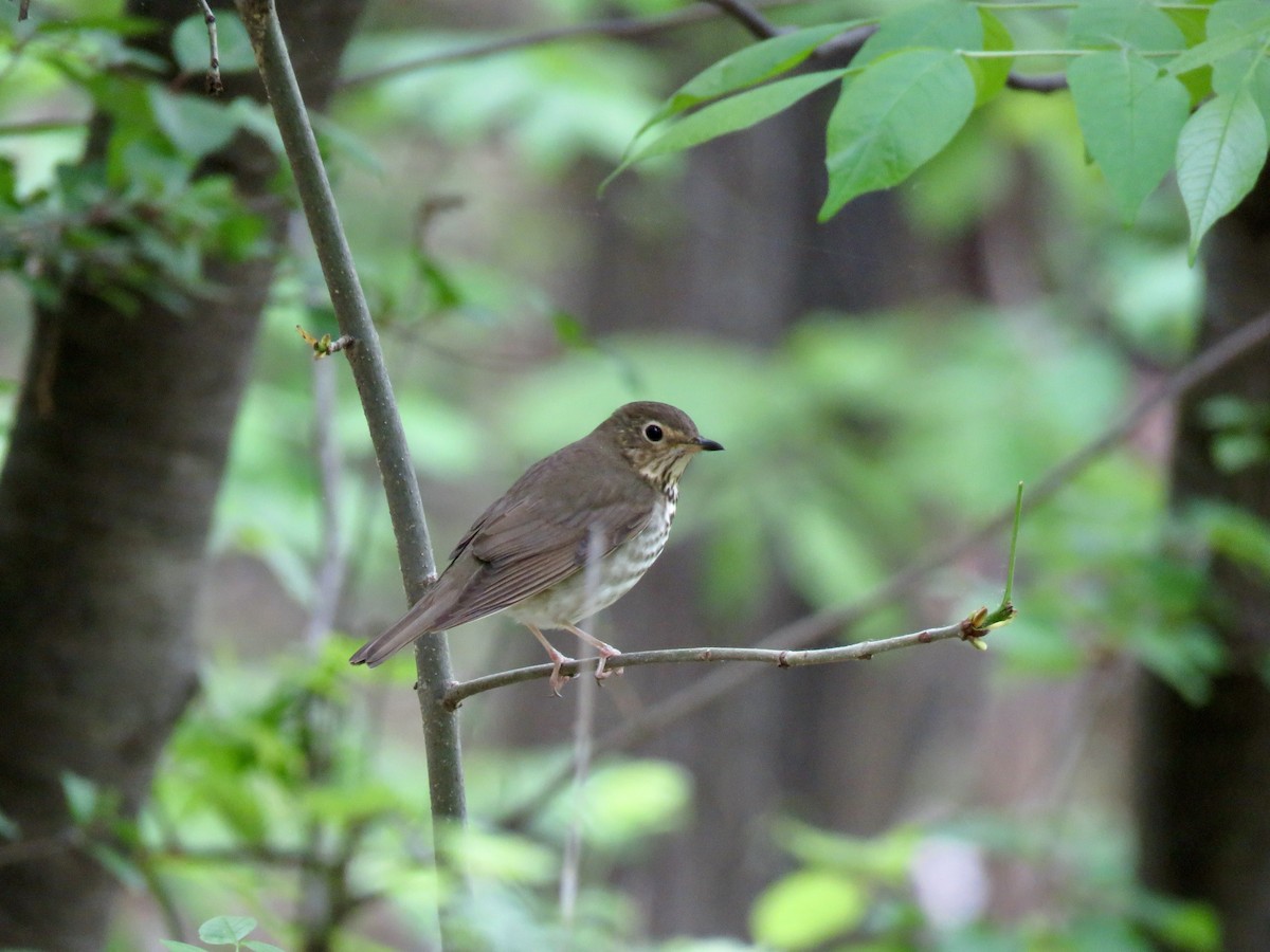 Swainson's Thrush - ML447488971