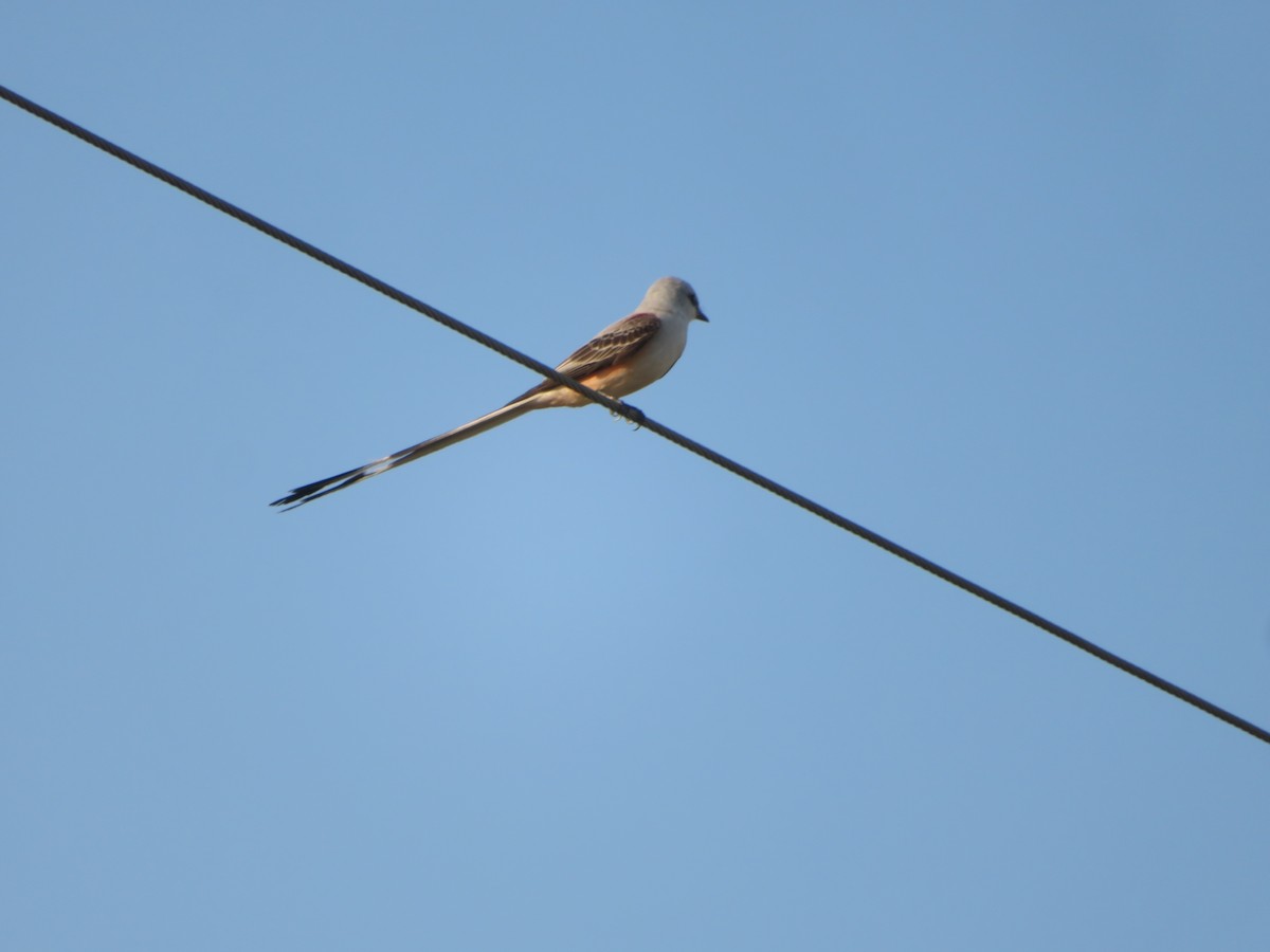 Scissor-tailed Flycatcher - ML447492761