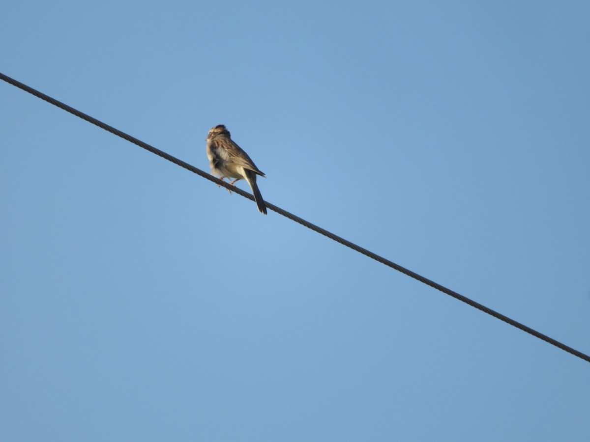 Dickcissel d'Amérique - ML447492881