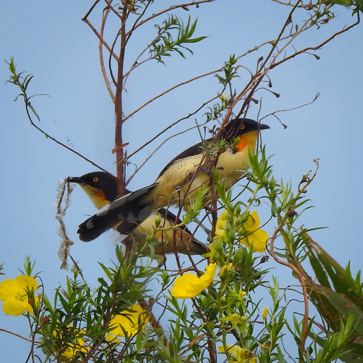 Black-capped Donacobius - ML44749461