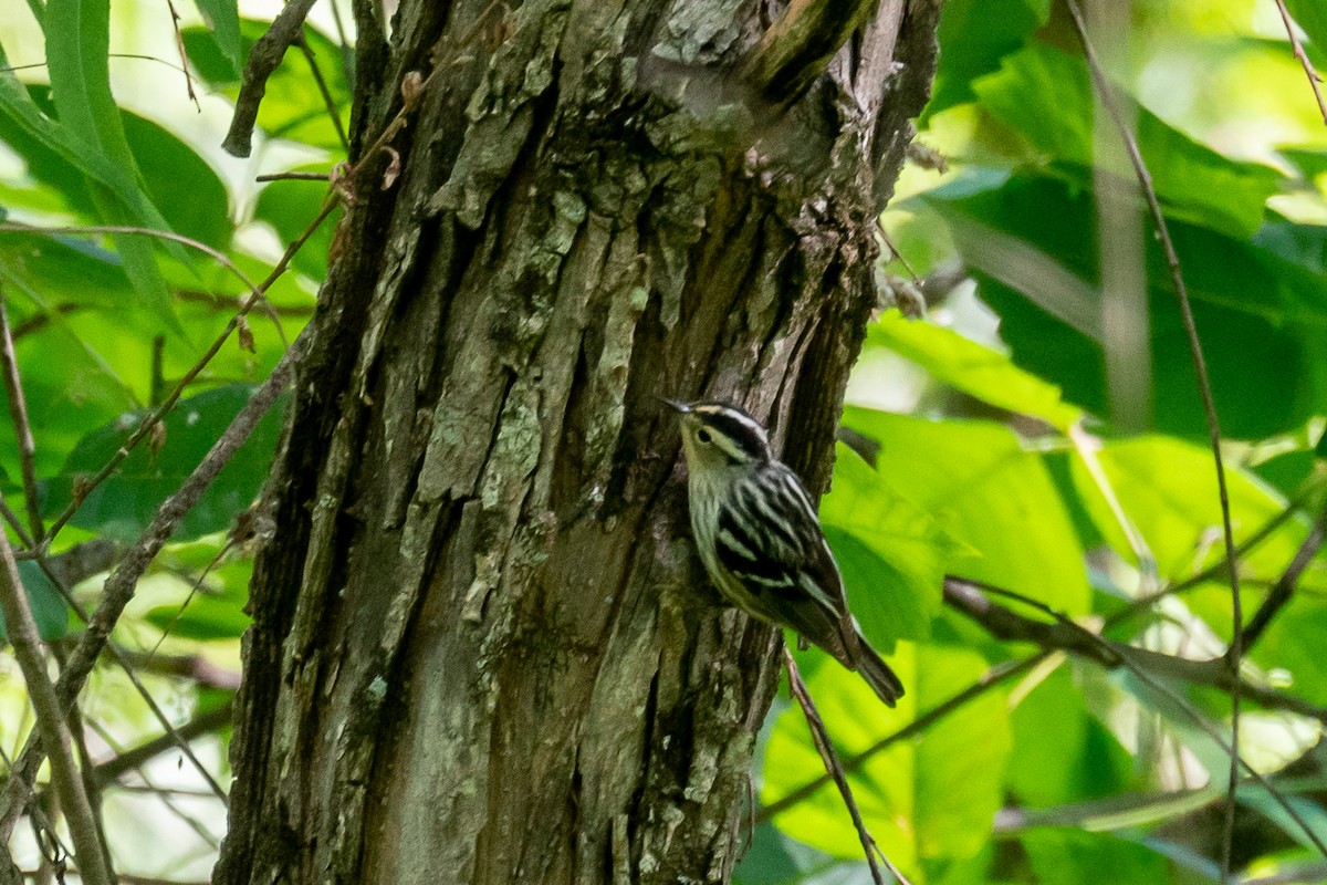 Black-and-white Warbler - ML447497191