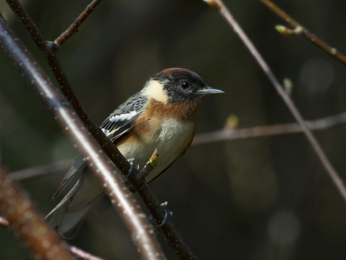 Bay-breasted Warbler - ML447497731