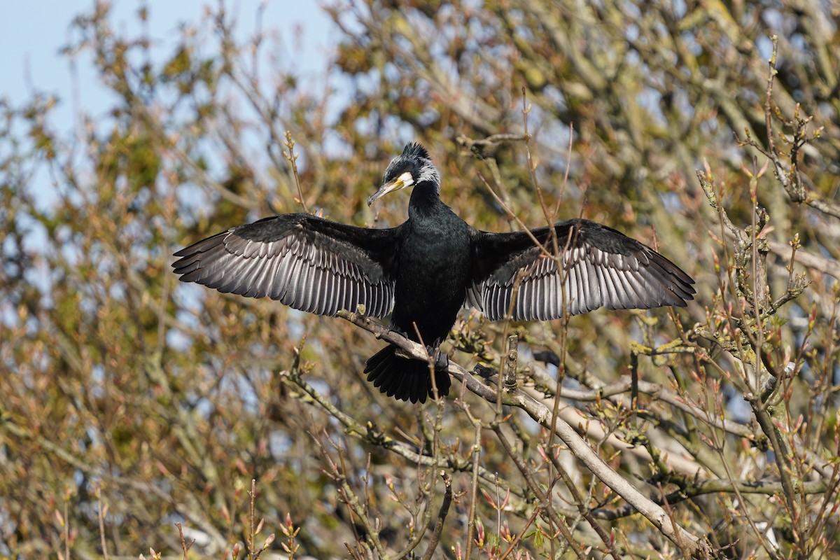 Cormorano - ML447499861