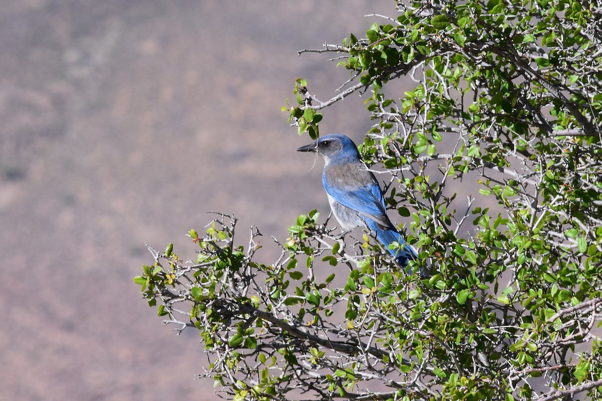 Woodhouse's Scrub-Jay - Allison Kulka