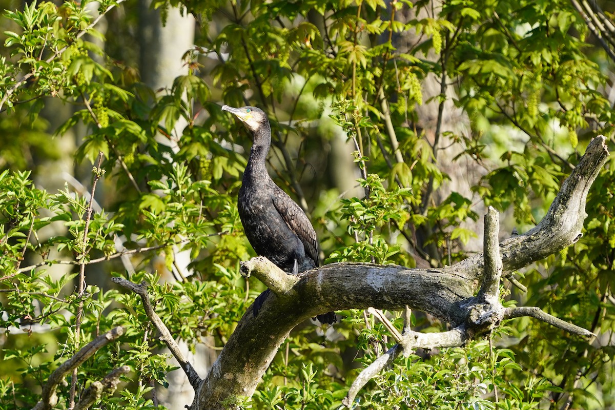 Cormorano - ML447499921