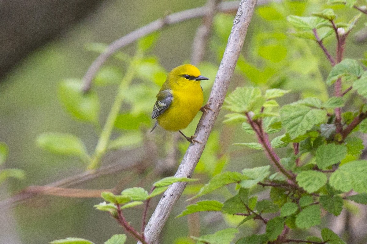 Blue-winged Warbler - ML447500001