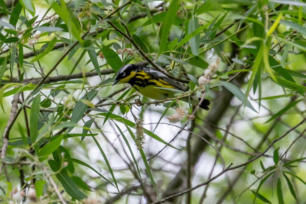 Magnolia Warbler - ML447500821