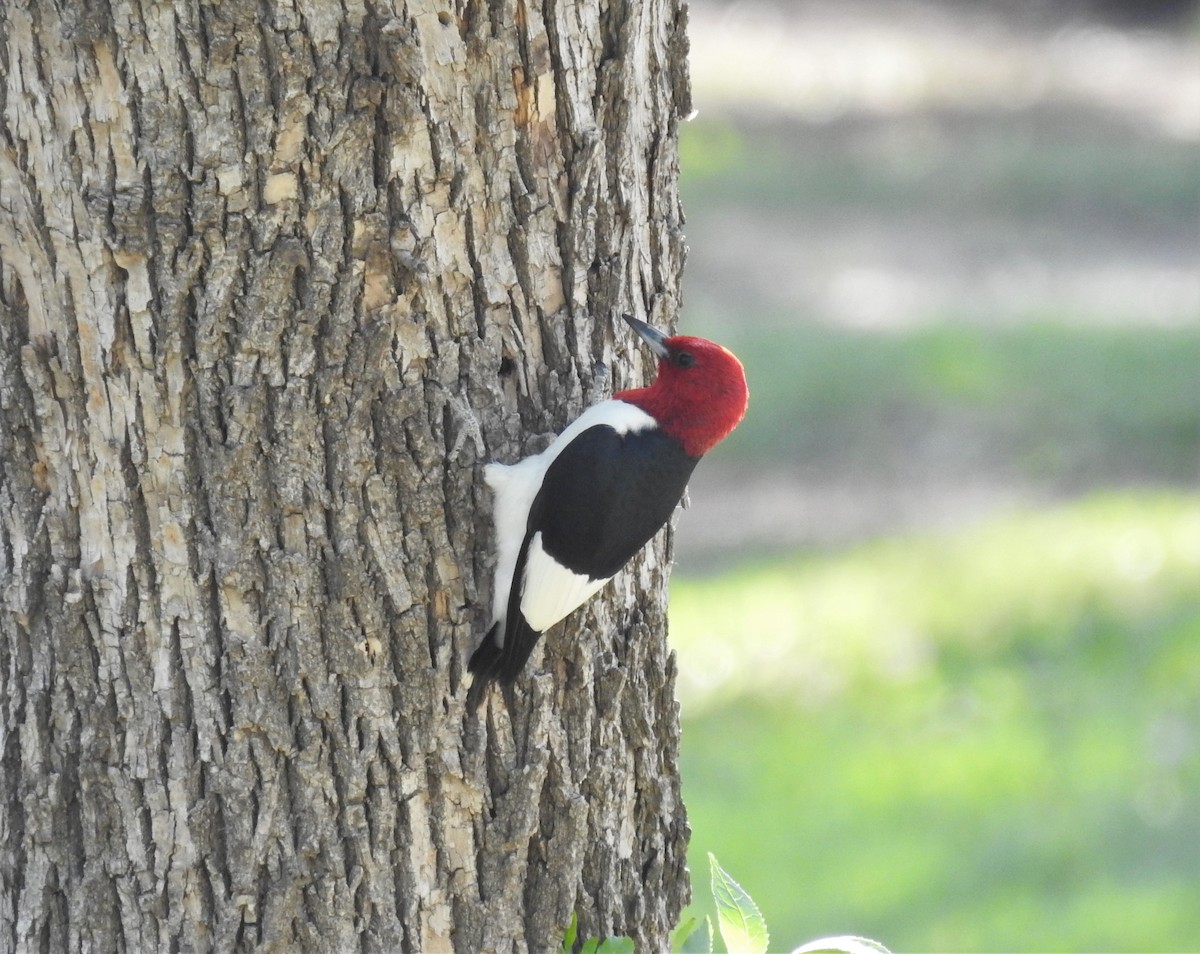 Red-headed Woodpecker - Daniel Horton