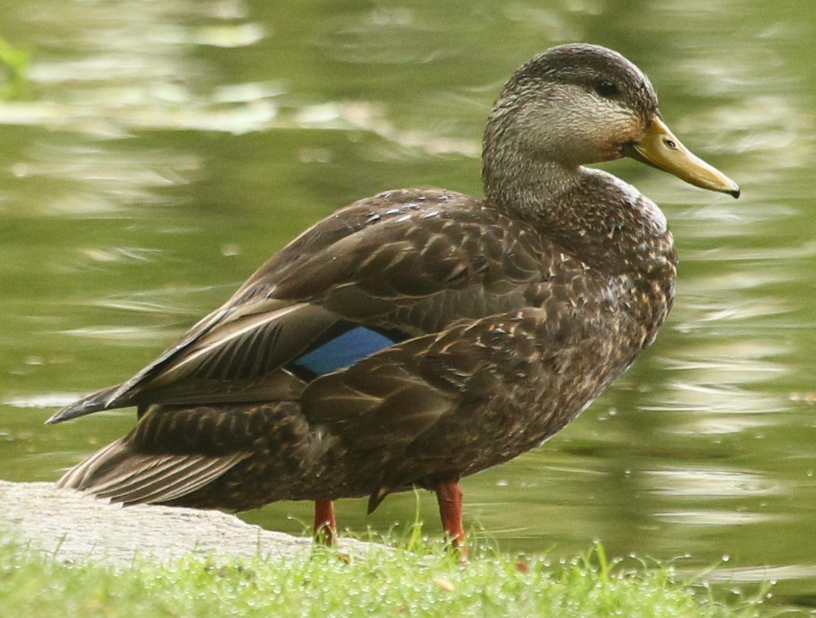 American Black Duck - ML447501081