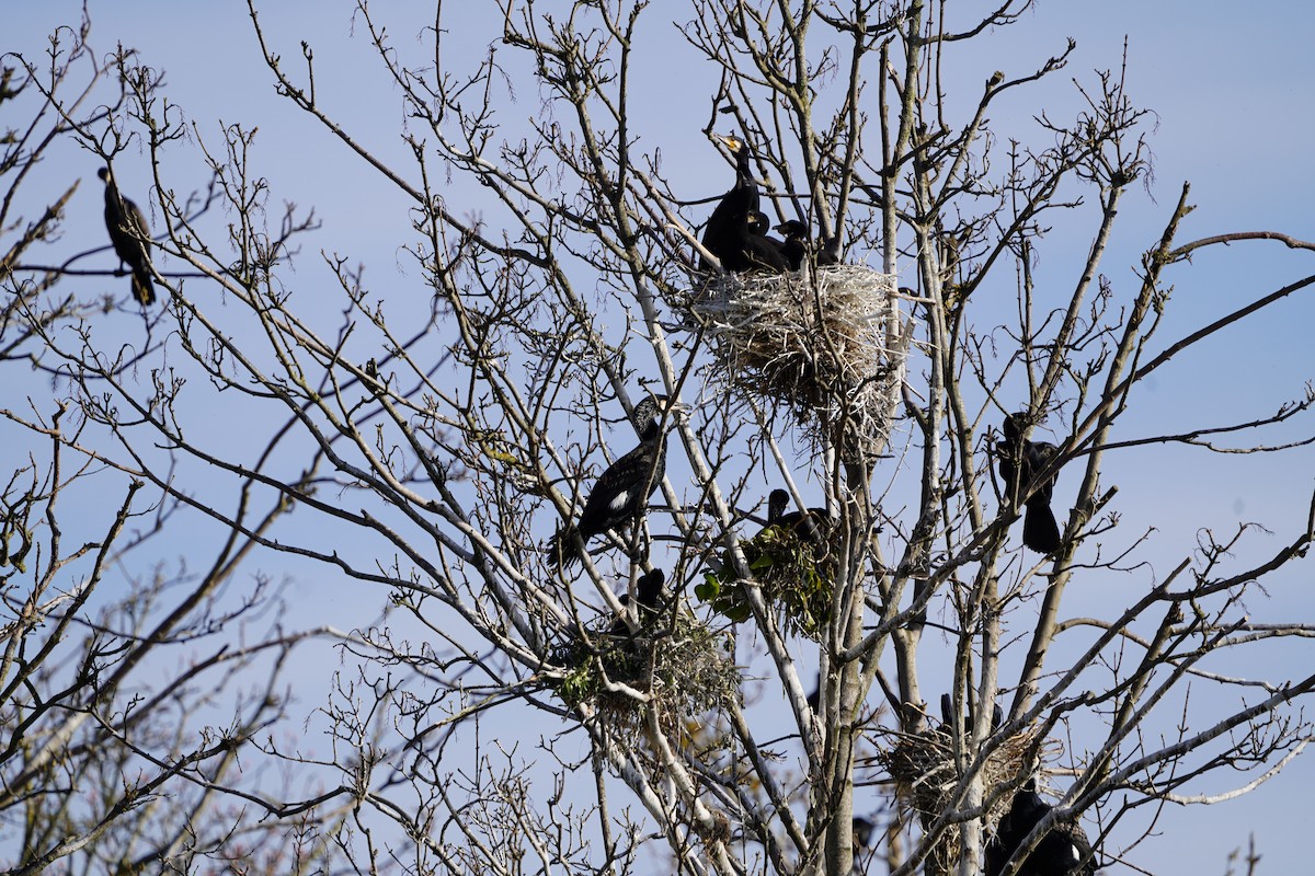 Cormorano - ML447501611