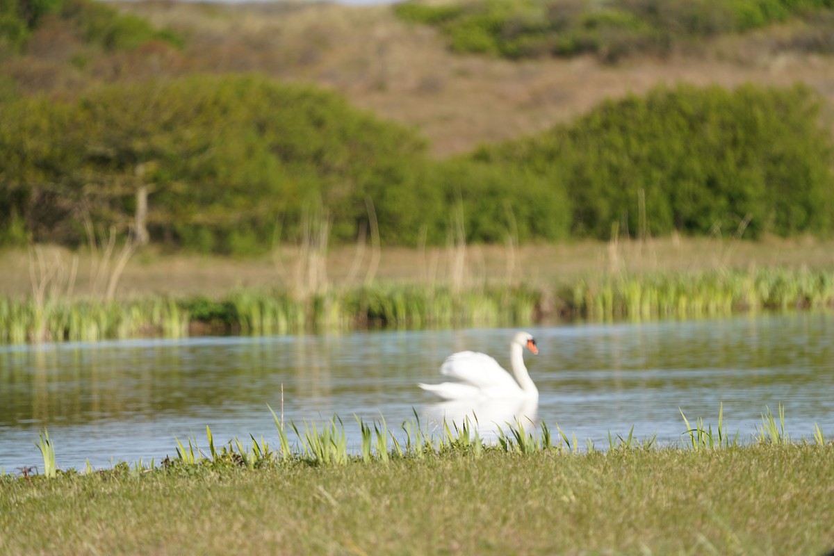 Cigno reale - ML447501711