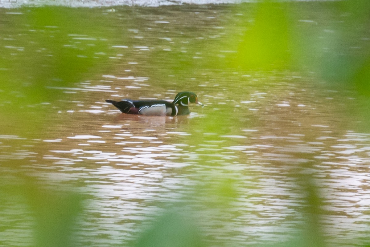 Wood Duck - ML447502171