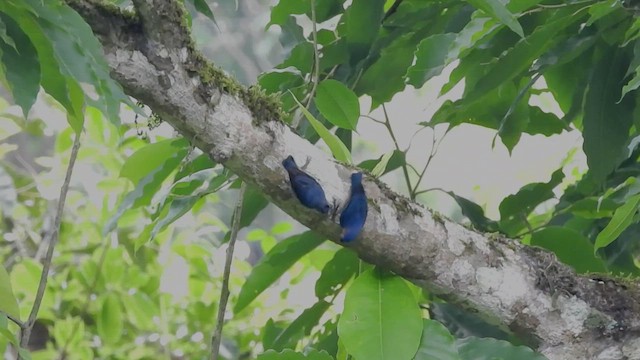 Velvet-fronted Nuthatch - ML447502491