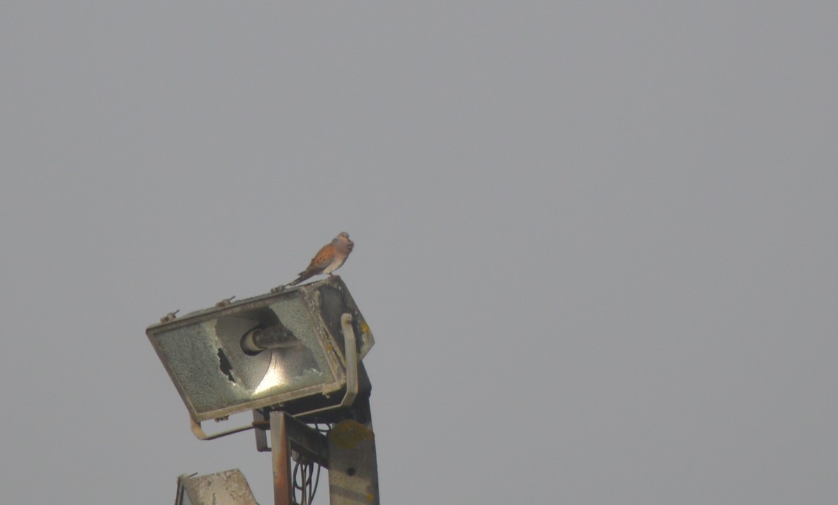 European Turtle-Dove - ML447502531