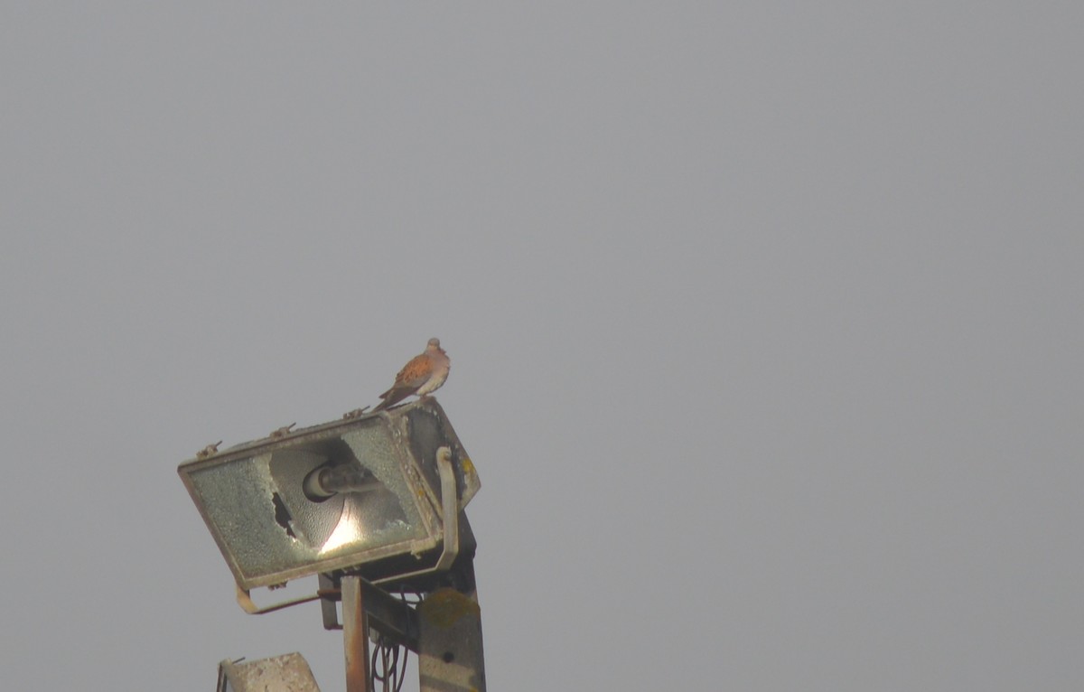 European Turtle-Dove - ML447502541