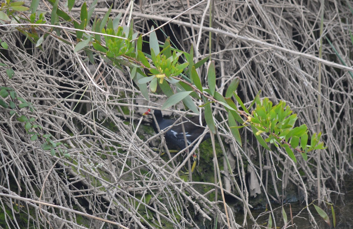 Eurasian Moorhen - ML447502681