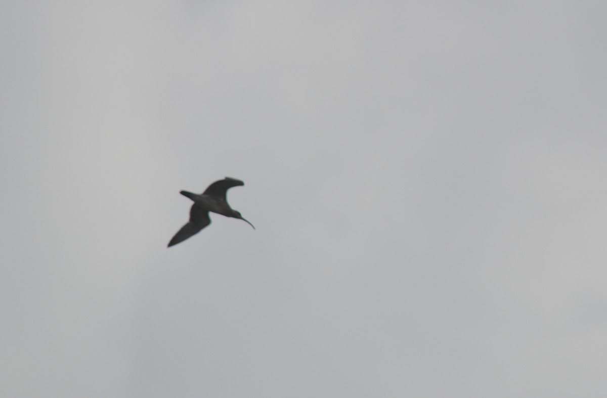 Whimbrel - Sandra Fernandes