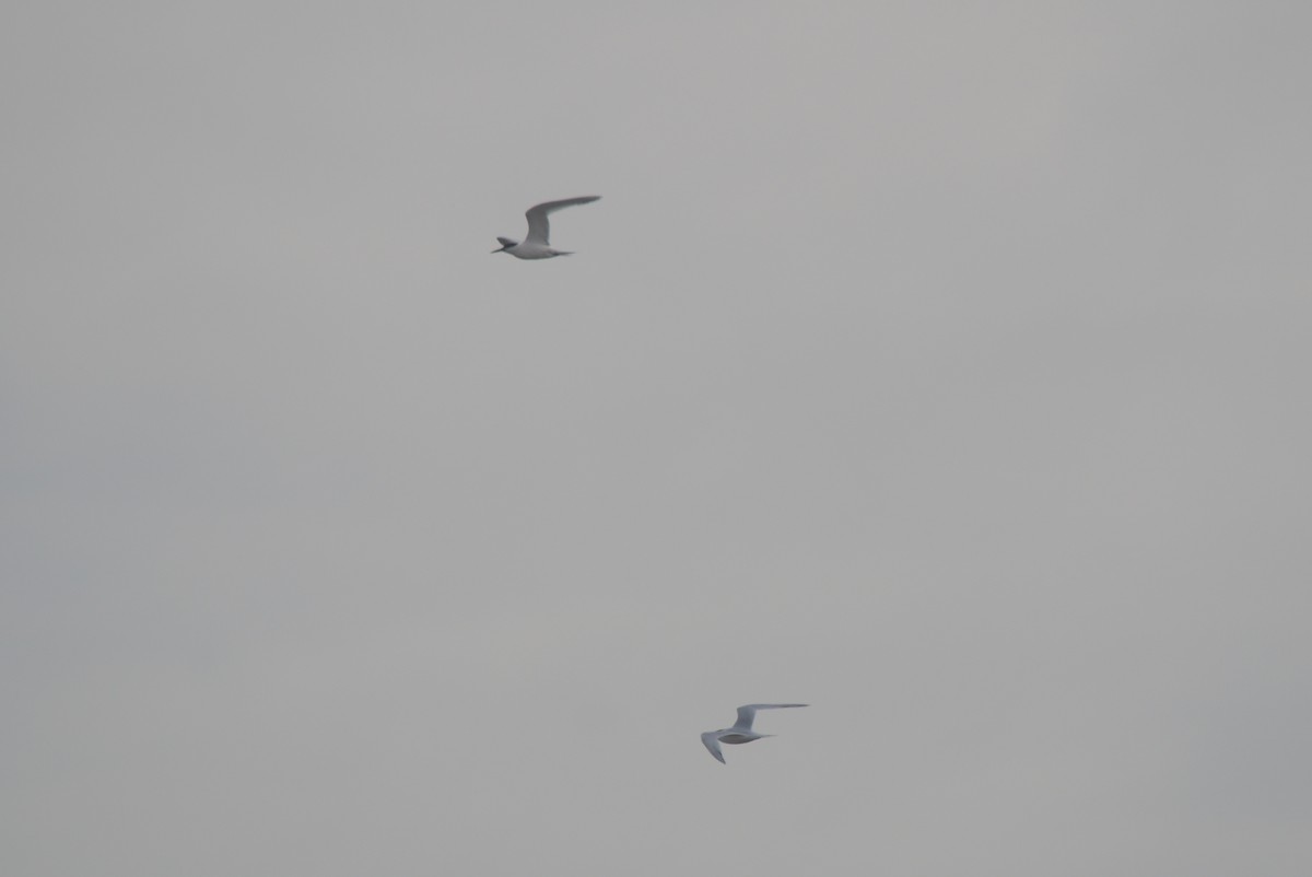 Sandwich Tern - ML447502831