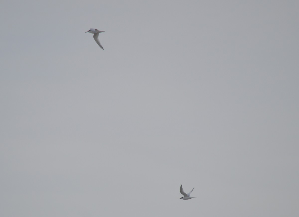 Sandwich Tern - ML447502851