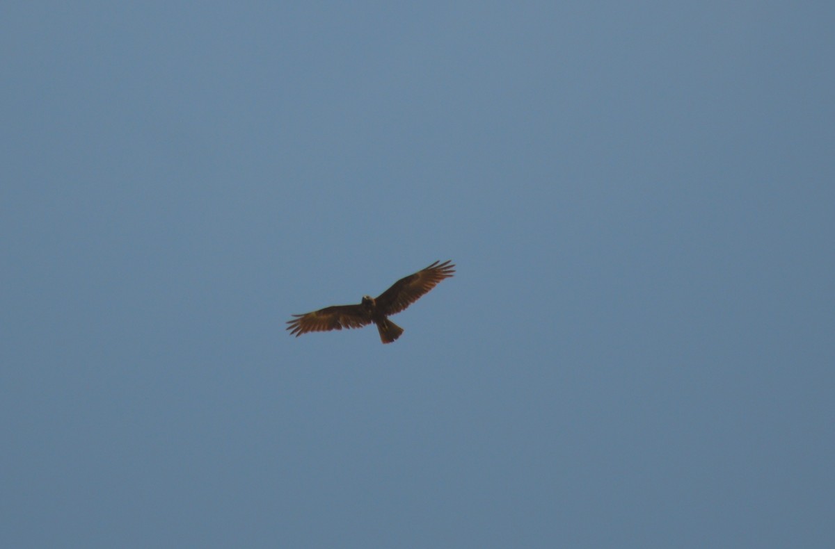 Western Marsh Harrier - ML447502901